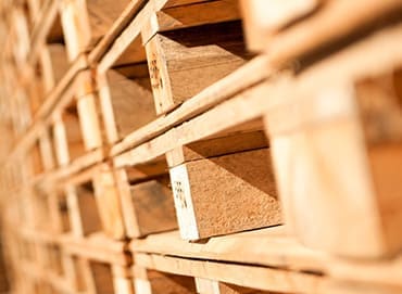 Tratamento fitossanitário: qual a importância e onde realizar